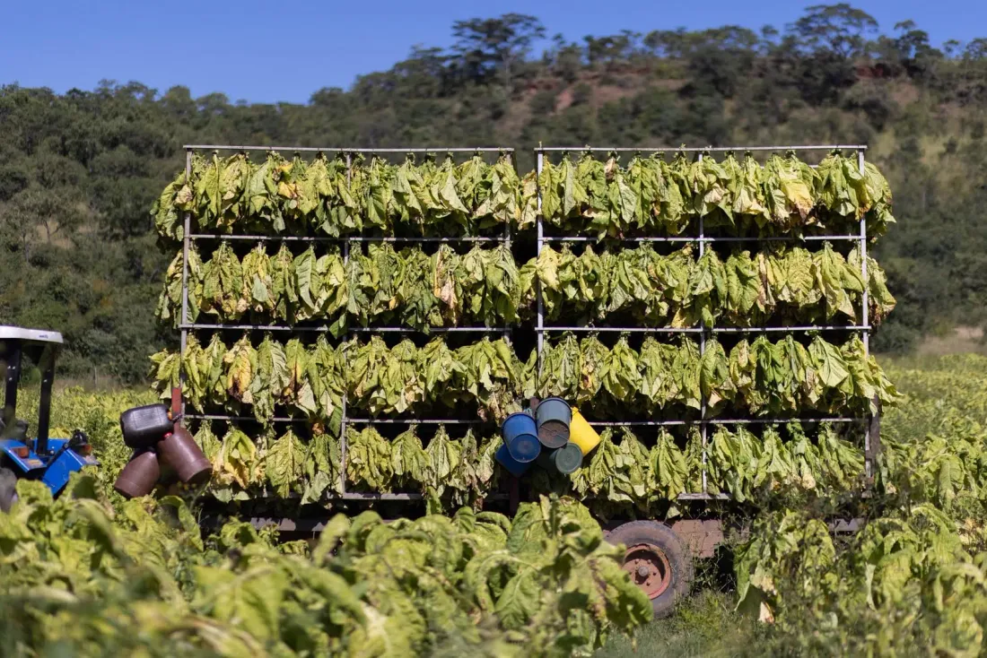 Tobacco Curing Tunnels tunnels in use photo 6