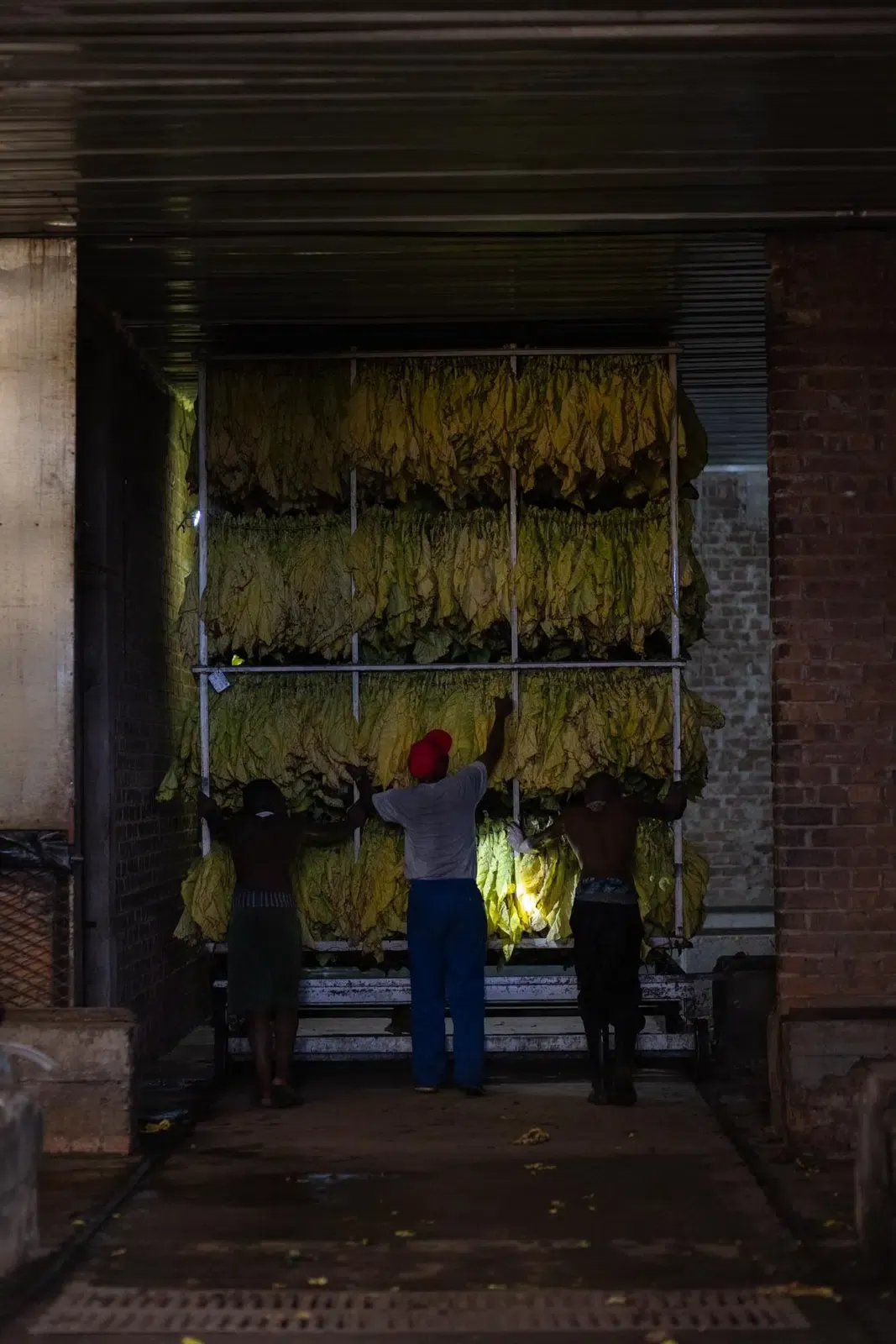 Tobacco Curing Tunnels tunnels in use photo 5