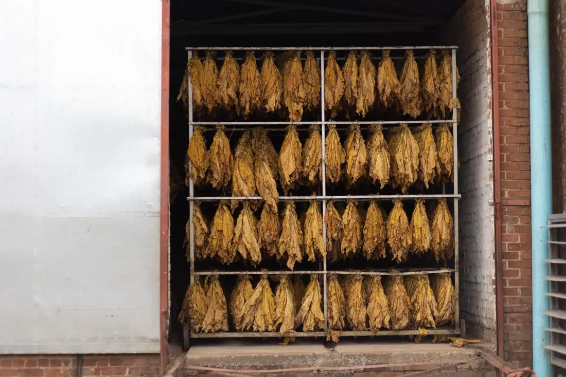 Tobacco Curing Tunnels tunnels in use photo 3