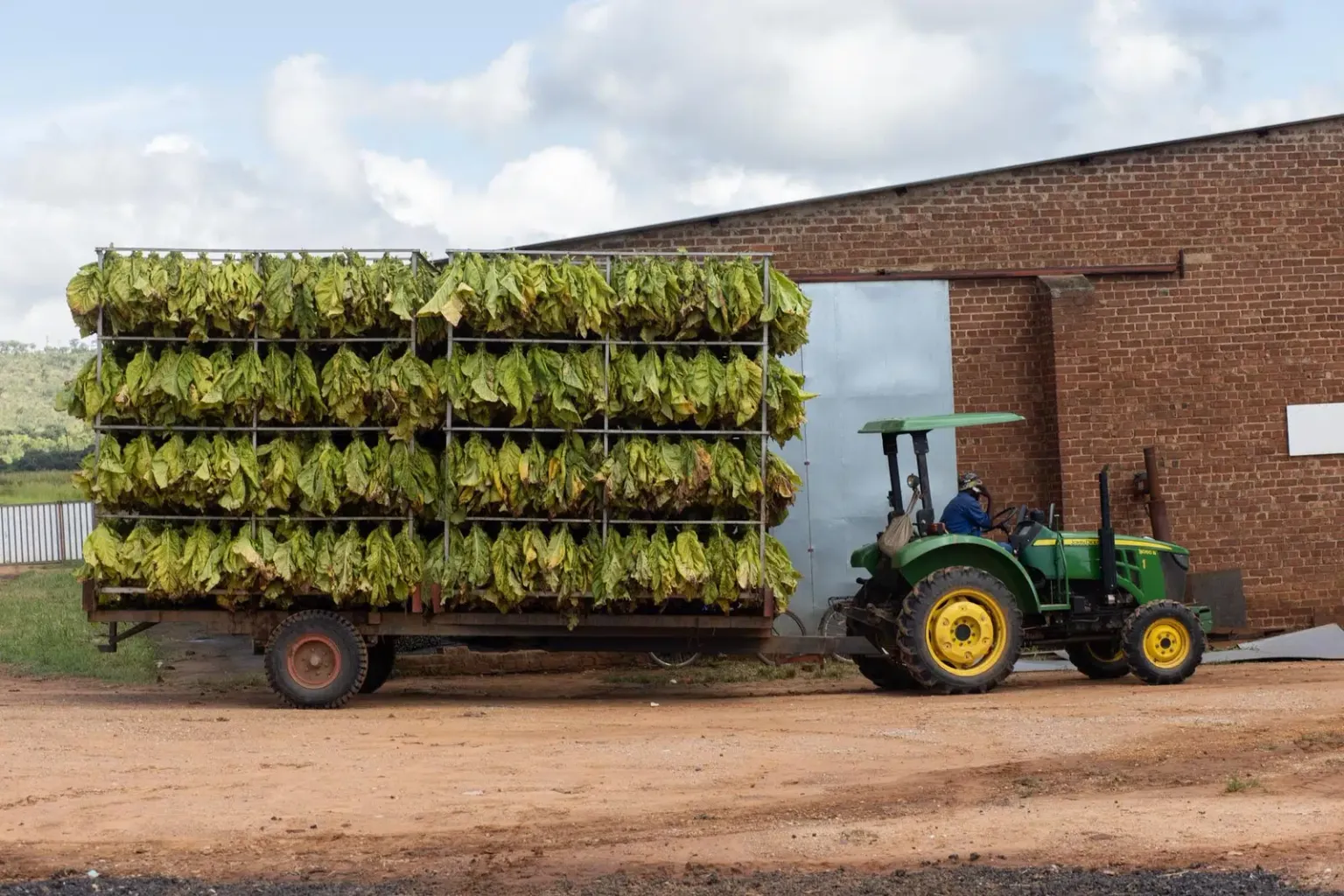 Fresh tobacco arriving at a ROC curing tunnel by tractor and trolley